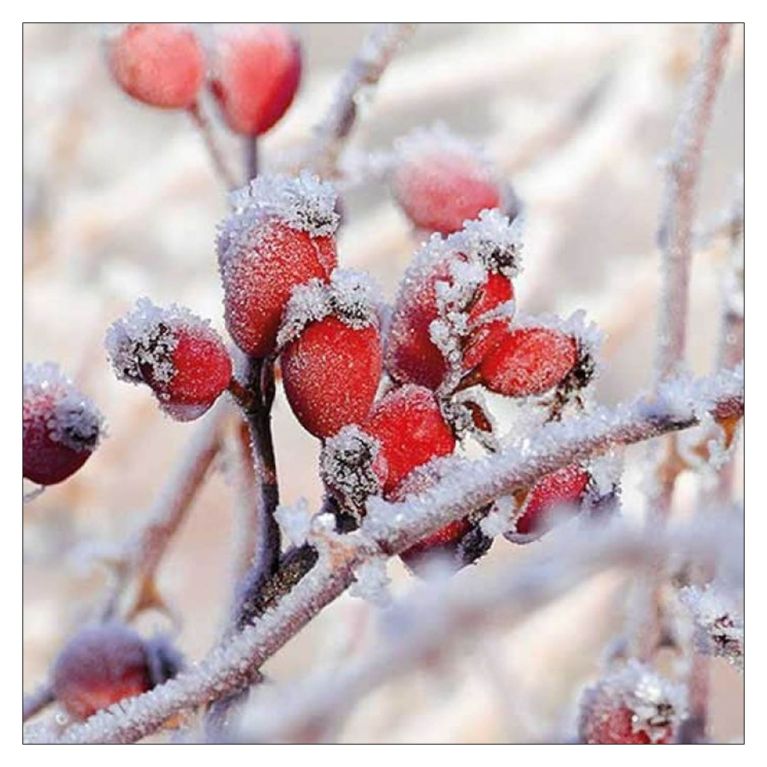 20 Grandes serviettes 33 x 33 cm - Eglantier gelé